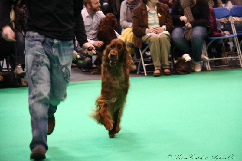 Crufts2011 425.jpg